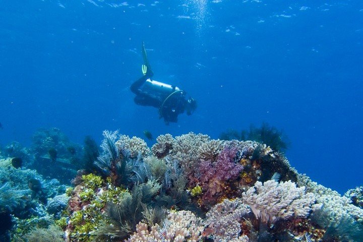 Divine diving - Duiker