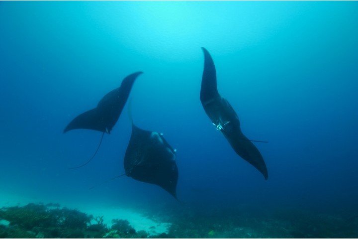 Divine diving - dansende manta's