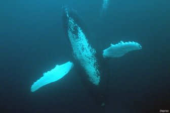 Bultug Bultrug walvis