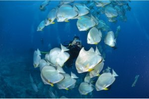 Camel Dive Club Sharm el Sheik Camel Dive Club Sharm el Sheik Egypte