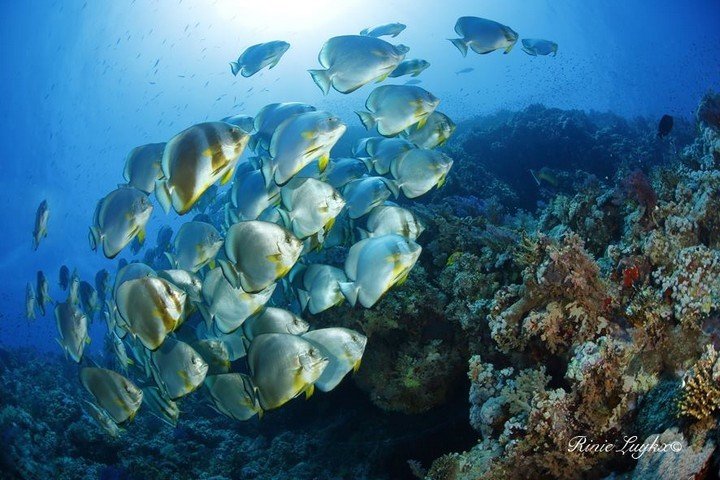 Camel Dive Club batfish - fotograaf Rinie Luykx