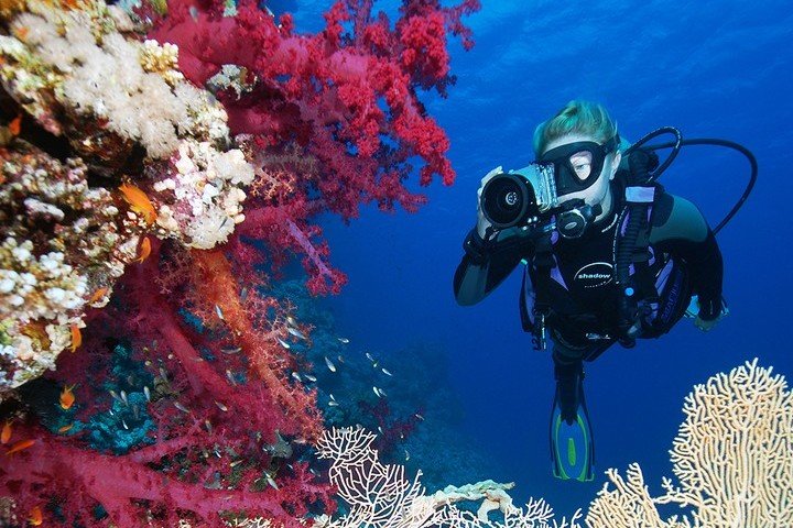 Camel Dive Club koraal