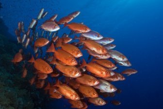 Red Sea Photo Experience