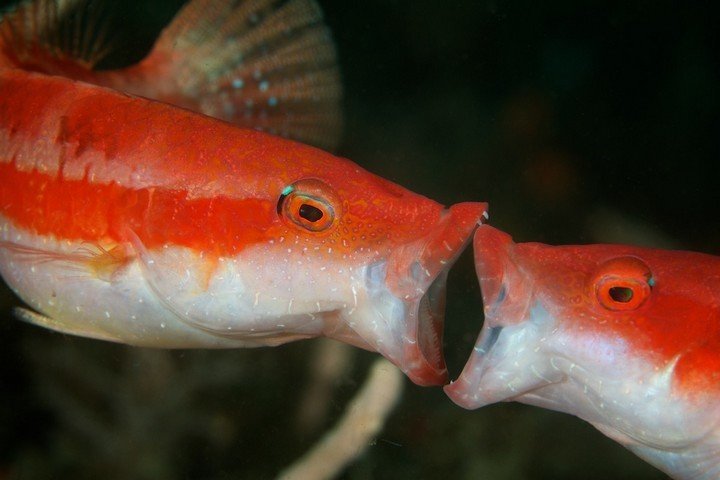 Diving NAD Lembeh