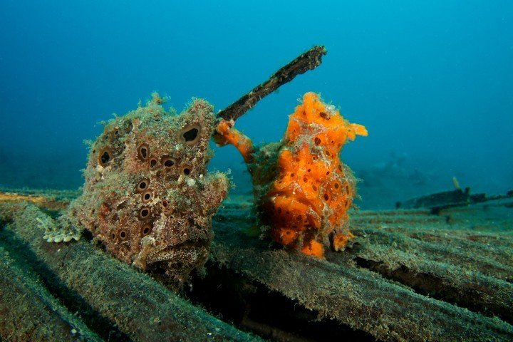 Diving NAD Lembeh