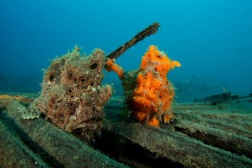 Diving NAD Lembeh Diving NAD Lembeh