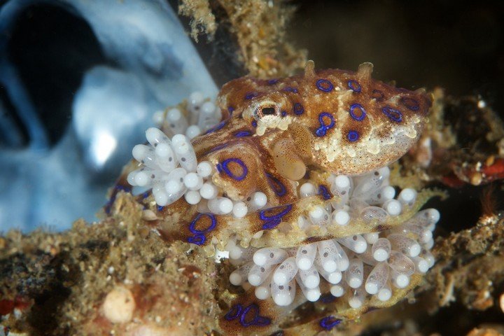 Diving NAD Lembeh