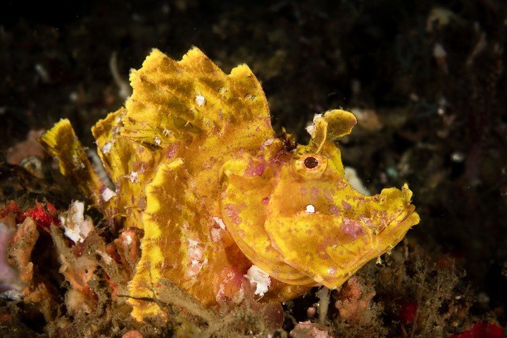 Diving NAD Lembeh