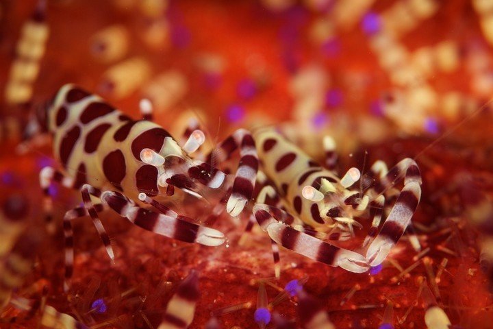 Diving NAD Lembeh