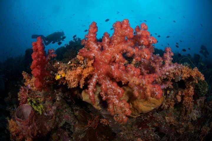 Bunaken soft corals