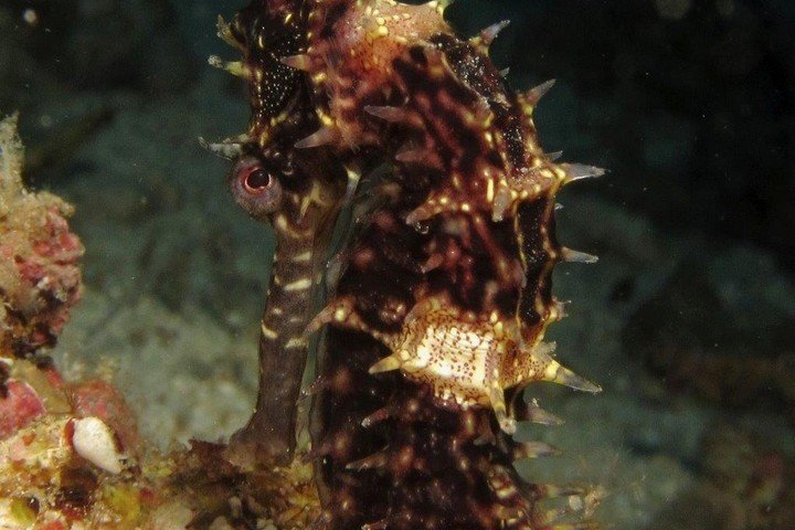 Seahorse