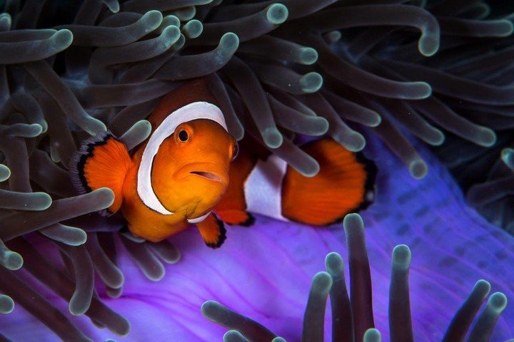 Nemo