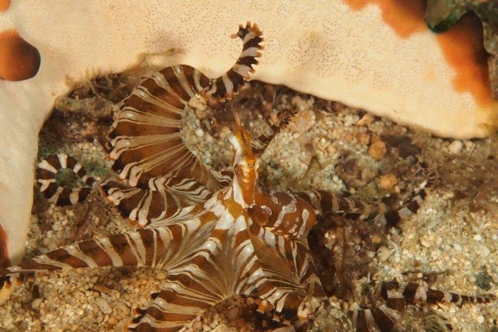 Wunderpus