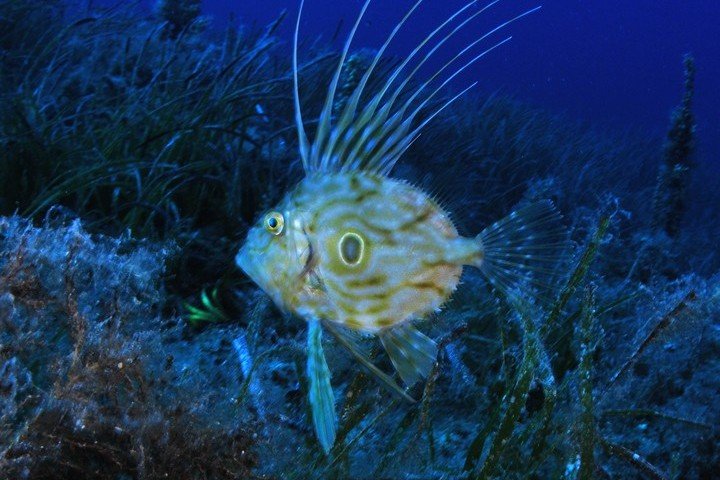 Maltaqua - onderwaterleven