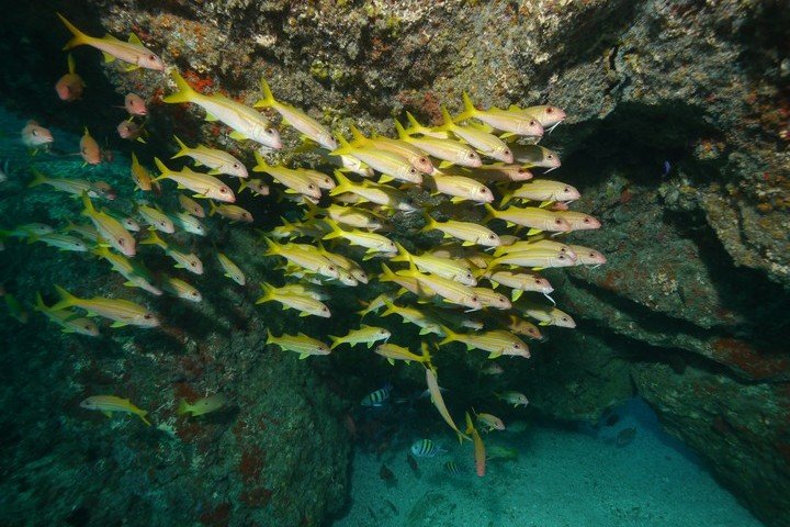 Duiken Oman - Extra Divers