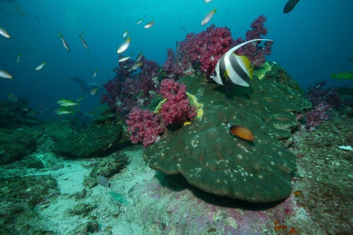 Duiken Oman - Extra Divers