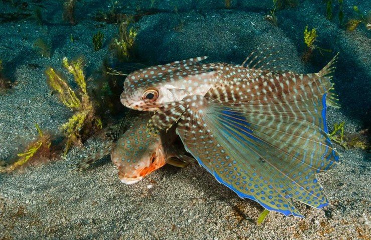 Flying Gurnard 