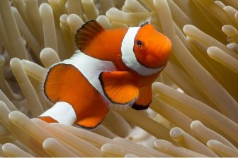 Diving Diving