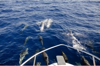 Diving Diving