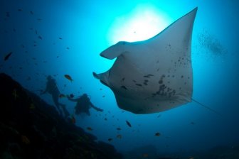 Mantarog