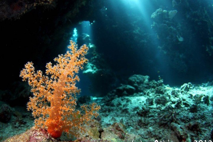 cave coral fb.jpg
