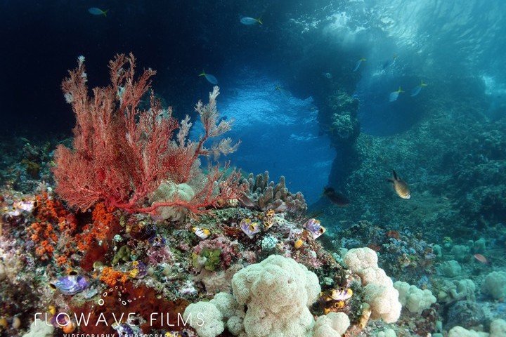 raja ampat 2.jpg