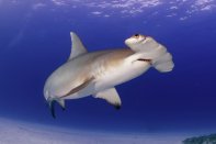 Hamerhaai Dolphin Dream