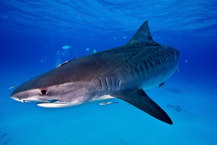 Dolphin Dream Tiger Beach Bahamas