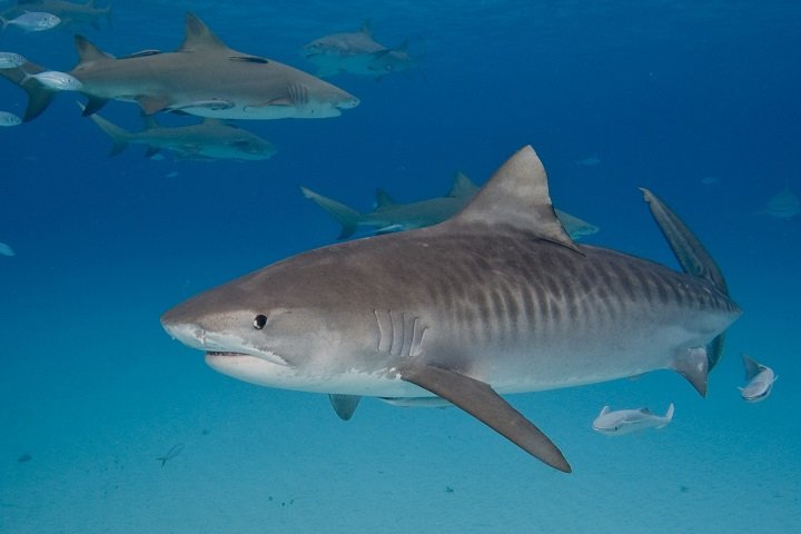 Dolphin Dream Tiger Beach Bahamas