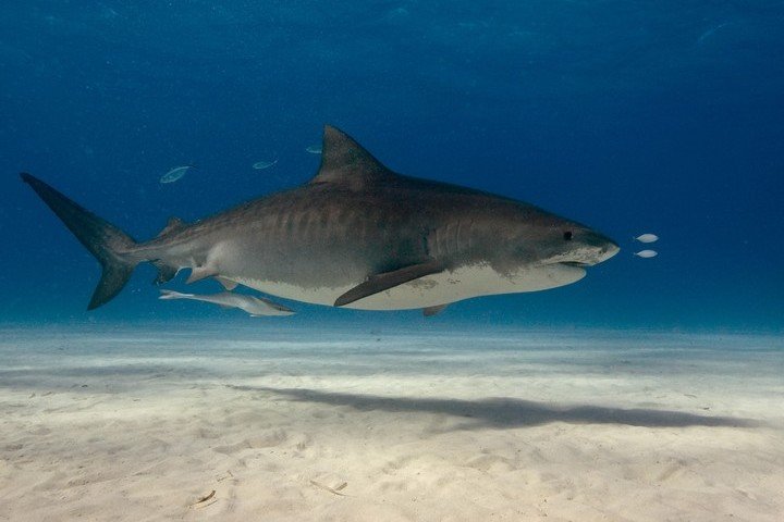 Dolphin Dream Tiger Beach Bahamas
