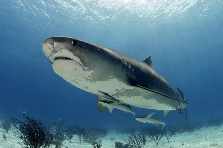 Dolphin Dream Tiger Beach Bahamas