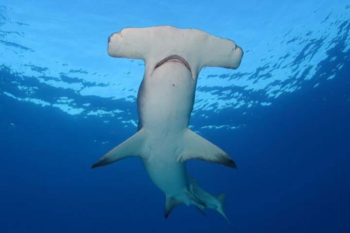 Dolphin Dream Hamerhaai