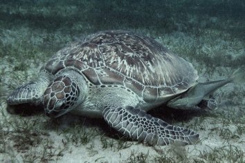 uw roots (18).jpg Roots Red Sea