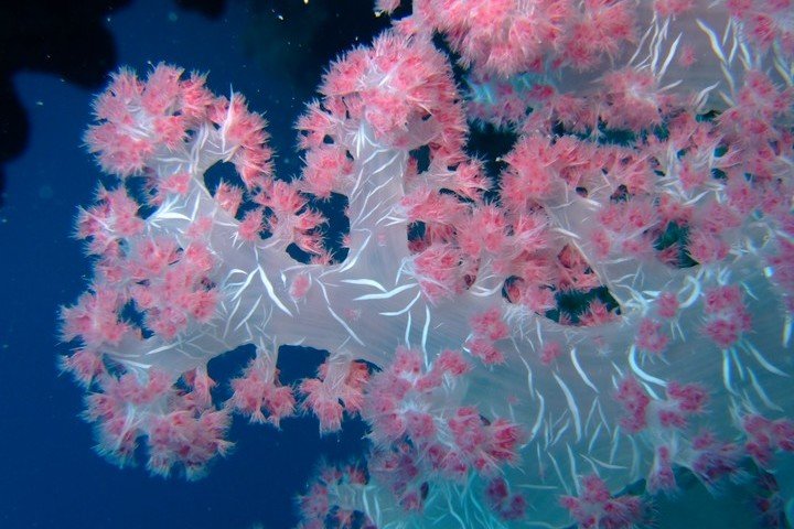 Roots Red Sea