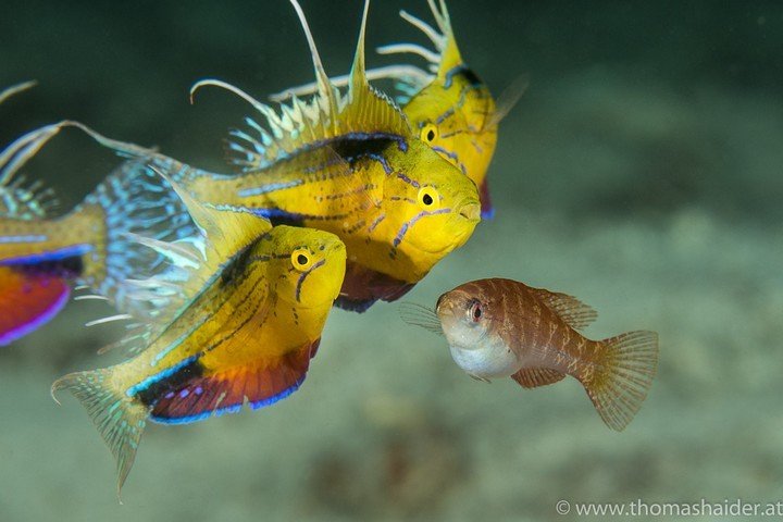 Triton Bay Divers - Dive and Travel