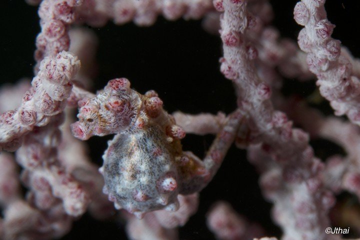 Triton Bay Divers - Dive and Travel