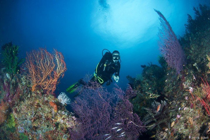 Triton Bay Divers - Dive and Travel