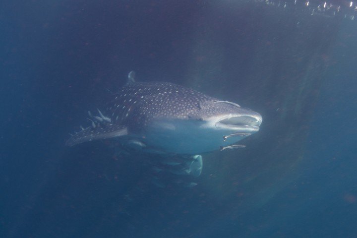 Triton Bay Divers - Dive and Travel