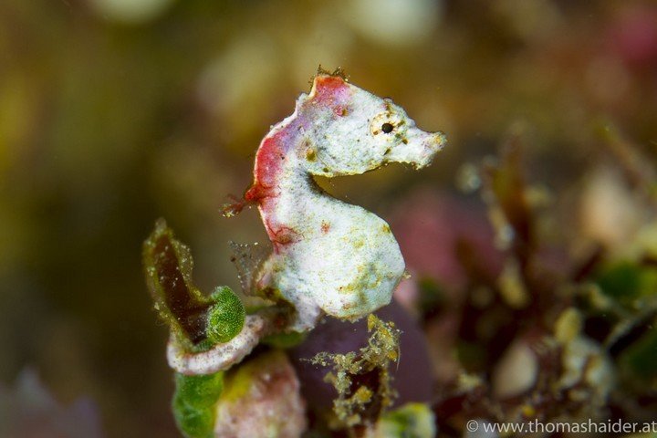 Triton Bay Divers - Dive and Travel