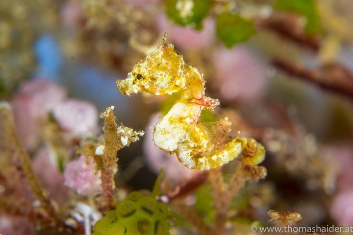 Triton Bay Divers - Dive and Travel