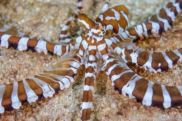 Triton Bay Divers - Dive and Travel