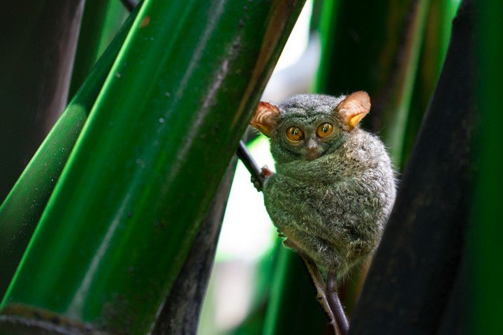 tangkoko national park, tarsier