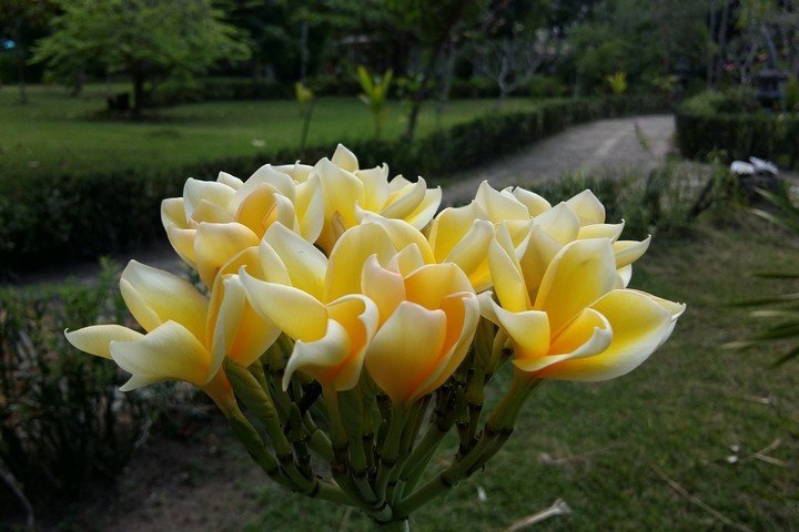 Puri Sari Hotel bloemen in tuin