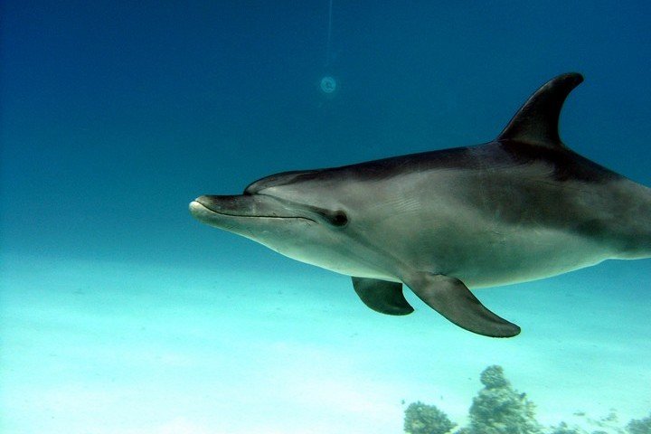 Longimanus - Dive and Travel