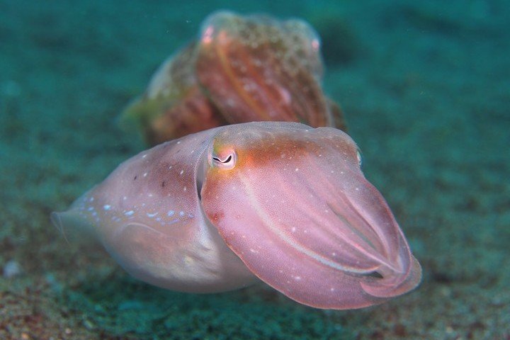 Pura Vida Dauin - Dive and Travel