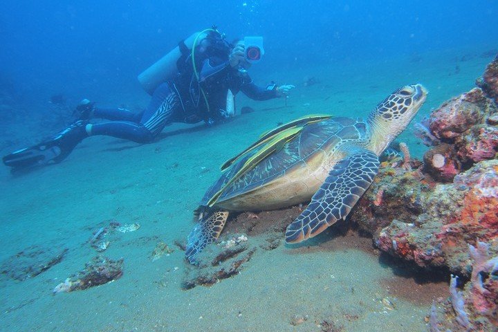 Pura Vida Dauin - Dive and Travel