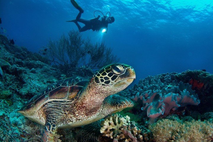 Atmosphere Resorts & Spa - Dive and Travel