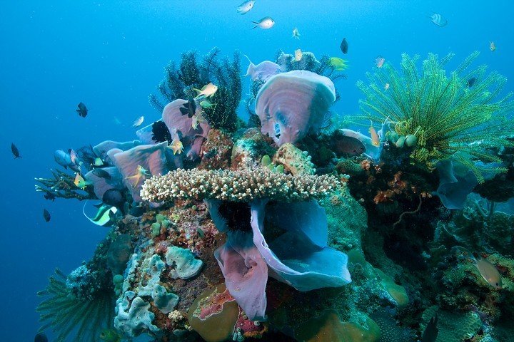 Atmosphere Resorts & Spa - Dive and Travel