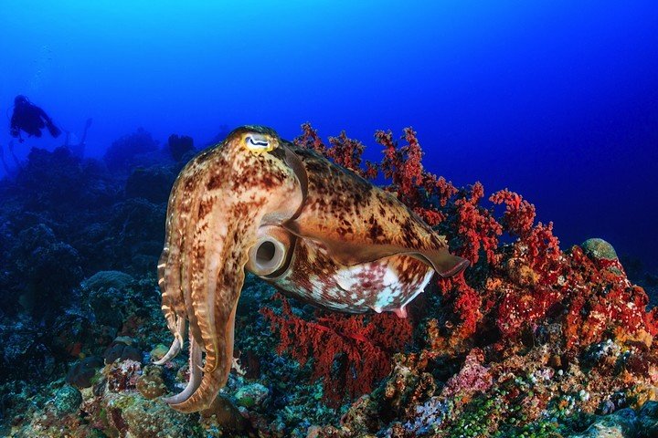 Komodo Matahariku octopus.jpg