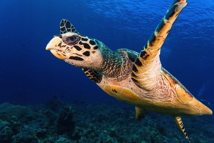 Komodo Matahariku turtle.jpg